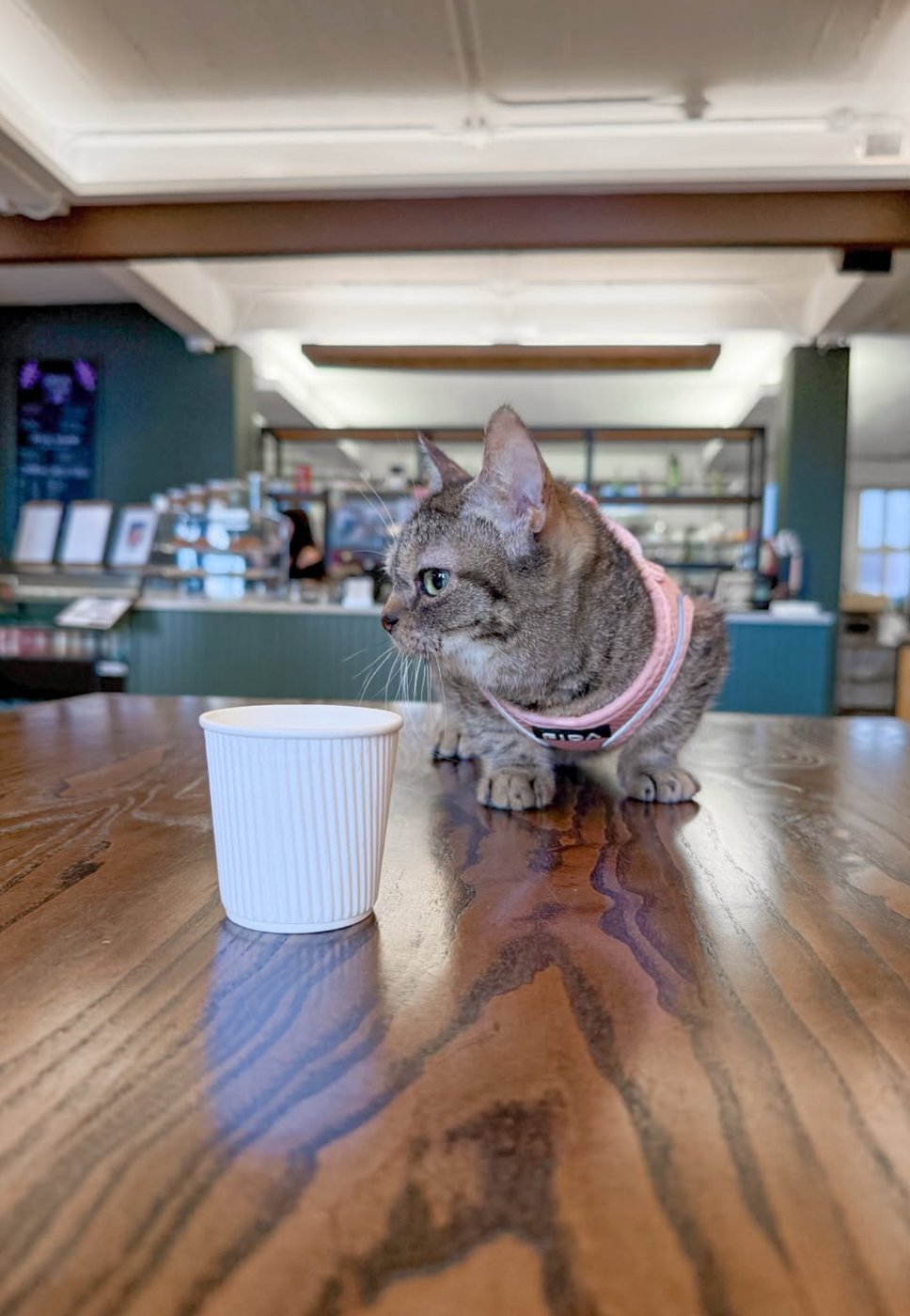 Lovebug, a Tomato Club rescue kitten, drinking a Cat-puccino